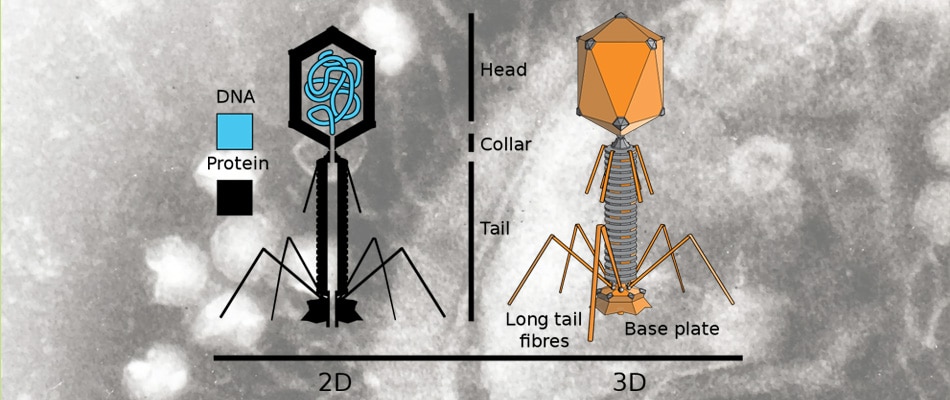 bacteriophage-yoghurt-cheese-culture