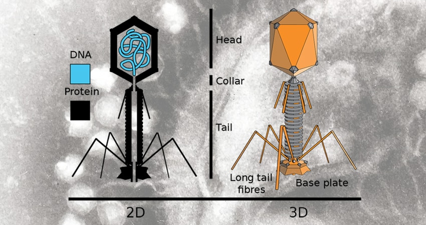 bacteriophage-yoghurt-cheese-culture