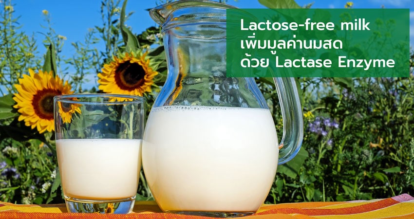 Lactose-free milk, Lactase Enzyme