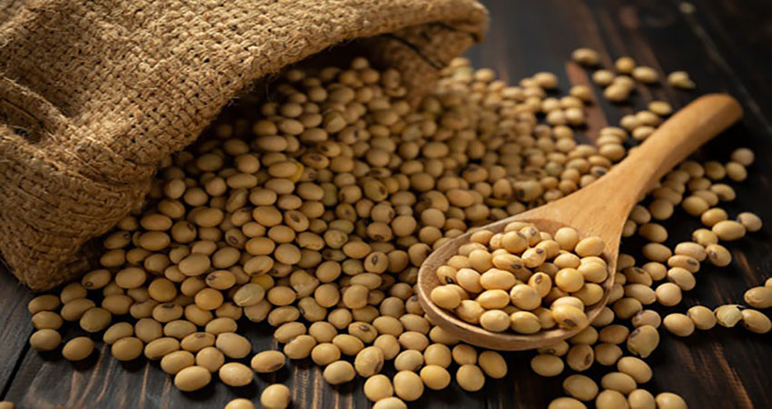Soy-beans-_-Free-Photo-1