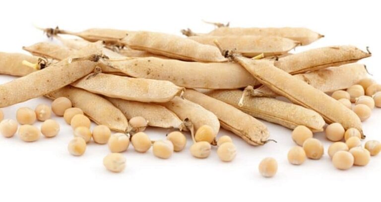 Tinnakorn_Pea-Protein-โปacรตีนจากถั่วลันเตา-ทางเลือกใหม่สำหรับคนรักสุขภาพ