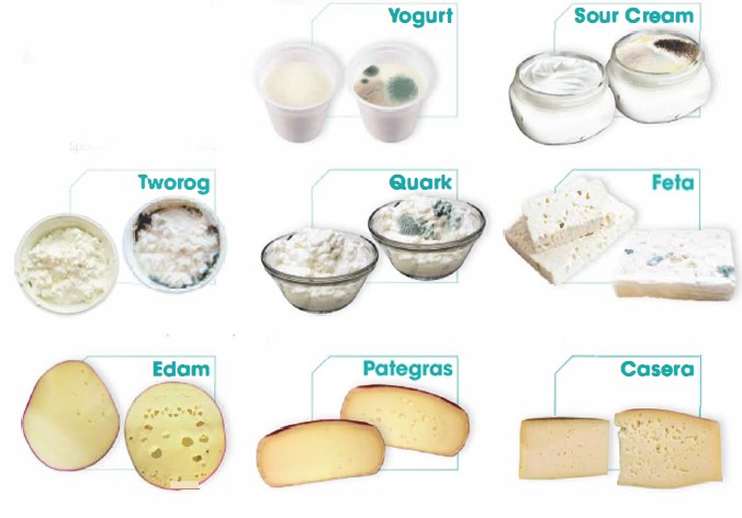 cheese-yoghurt