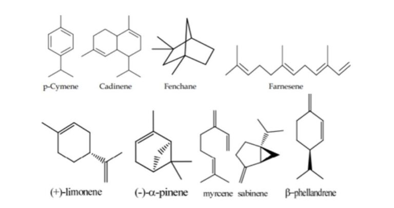 -Hydrocarbons-ที่พบในน้ำมันหอมระเหย_1-2